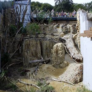 Coati exhibit from below, 16th July 2014