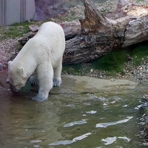 Franz Josef Land, 16th July 2014