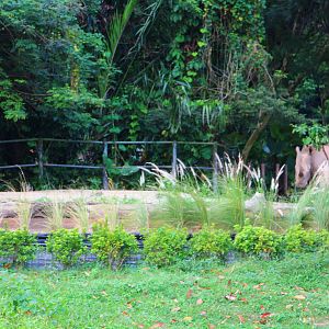 River Safari Cruise - White Rhino