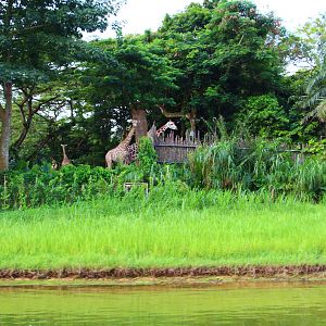 River Safari Cruise - Giraffe