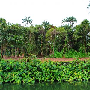 River Safari Cruise - Asian Elephant