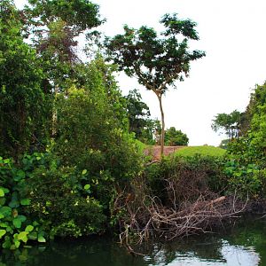 River Safari Cruise - Asian Elephant