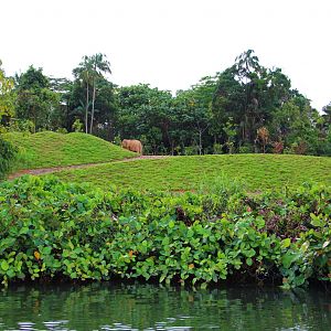 River Safari Cruise - Asian Elephant