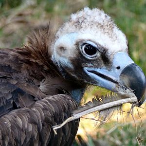Aegypius monachus in Prague zoo