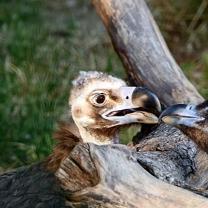 Aegypius monachus, Prague zoo