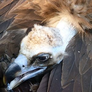 Aegypius monachus in Prague