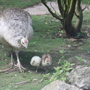 Peahen and chicks, 27th July 2014