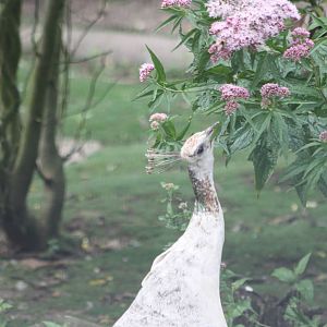 Selecting a tasty morsel for the chicks, 27th July 2014
