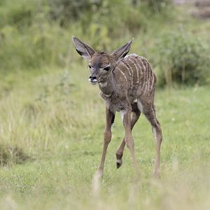 New-born lesser kudu calf (2)