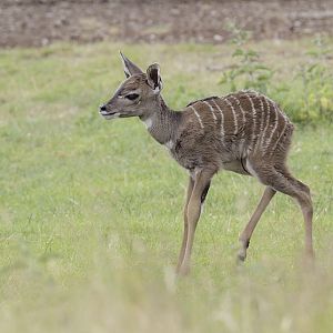 New-born lesser kudu calf (1)