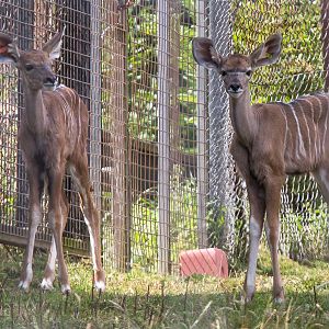Greater kudu (calves) : Whipsnade : 27 Jul 2014
