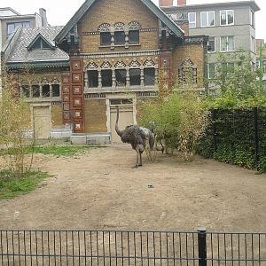 Ostrich enclosure
