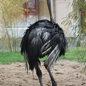 Ostrich