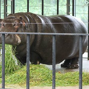 Hippo indoors