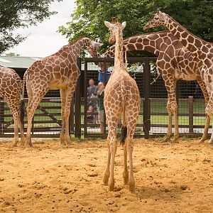 Reticulated giraffe : Whipsnade : 27 Jul 2014