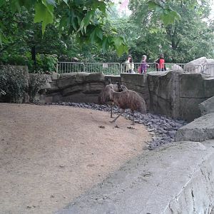 Emu enclosure
