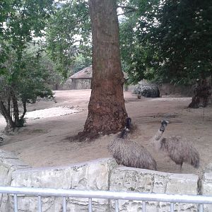 Emu enclosure