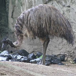 Emu