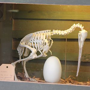 Kiwi skeleton and egg