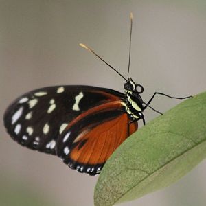 Heliconius anderida