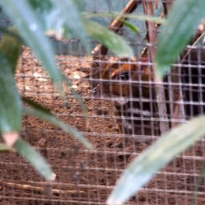 Balabac Chevrotain at Chester, 27/07/14