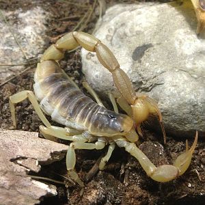 Desert Hairy Scorpion
