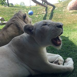 White Lion