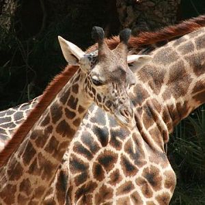 Masai Giraffe