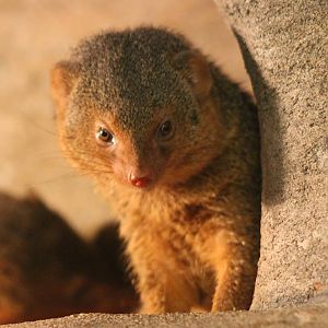 Dwarf mongoose