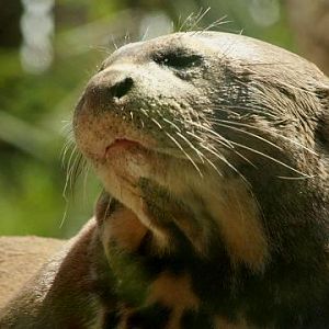 Giant Otter