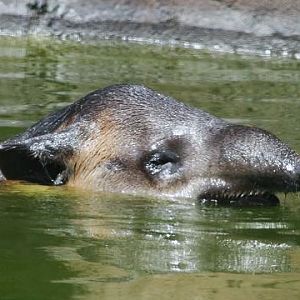 Baird's Tapir