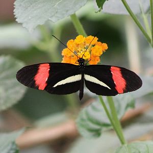 Heliconius species