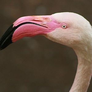 Greater Flamingo