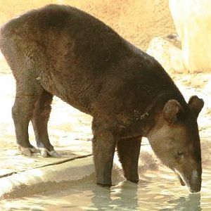 Mountain Tapir