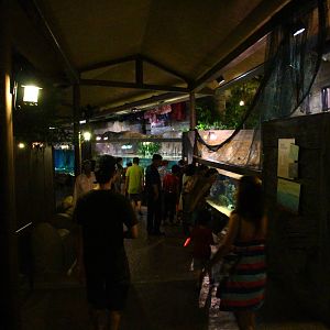 River Safari After Dark