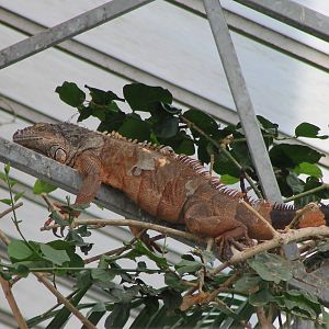 Free-ranging Green iguana