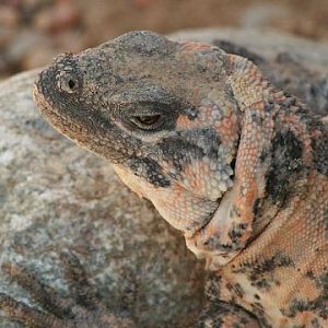 San Esteban Chuckwalla