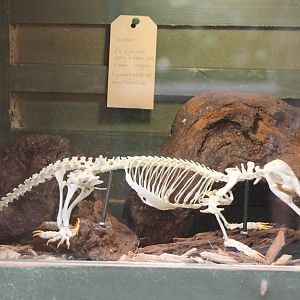 Platypus skeleton