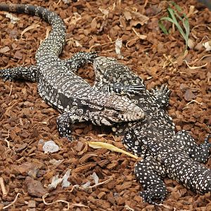 Black and white tegus