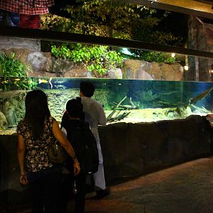 River Safari After Dark