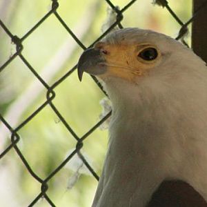 African Fish-eagle