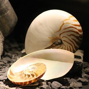 Nautilus