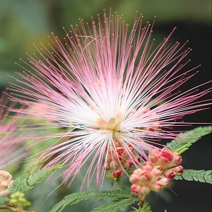 Flower Silk tree