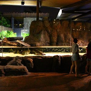 River Safari After Dark