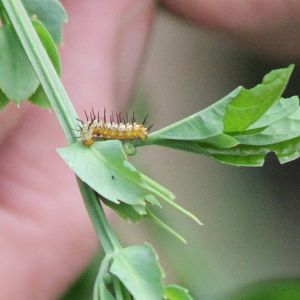 Caterpillar Passiflora butterfly ID