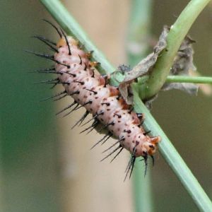 Caterpillar Passiflora butterfly ID