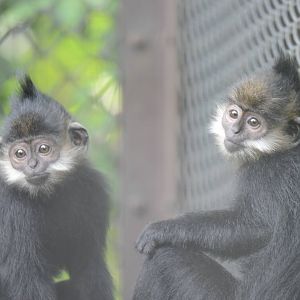 Francois Langurs