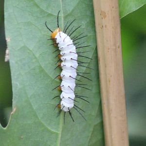 Caterpillar Passiflora butterfly ID