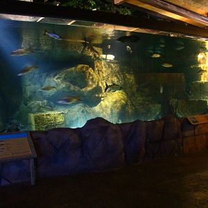 River Safari After Dark