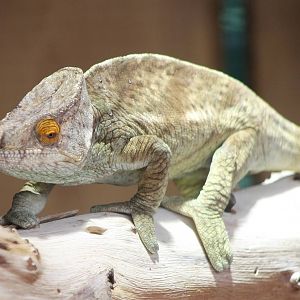 Parson chameleon